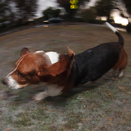 All HAIL The Basset Hound