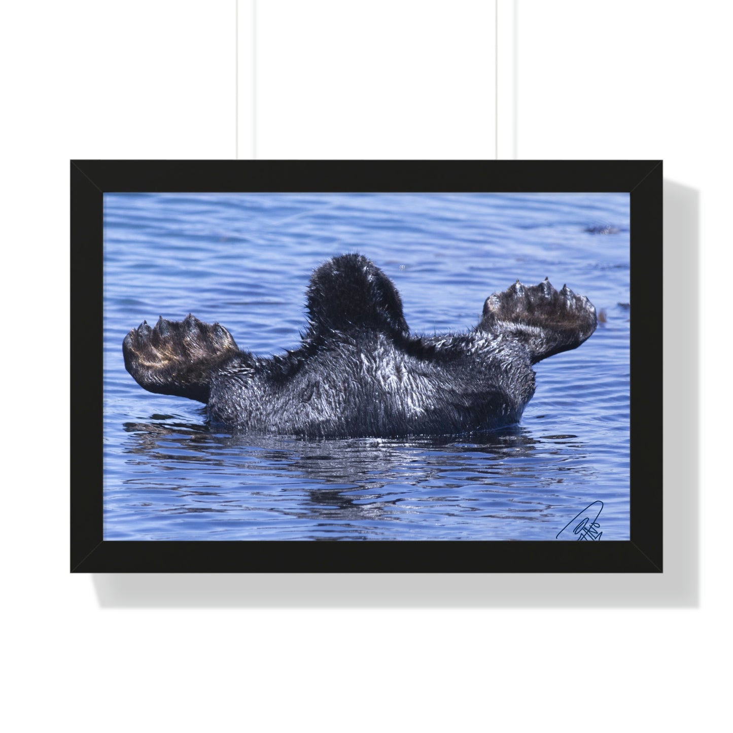 Sea Otter Butt - Sea otter diving for food - Framed Horizontal Poster