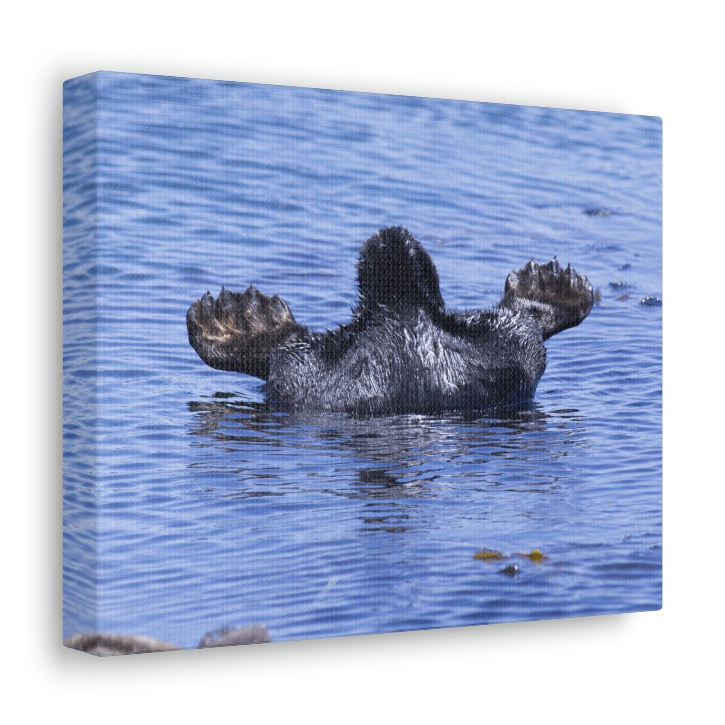 Sea Otter Butt - Canvas Gallery Wraps