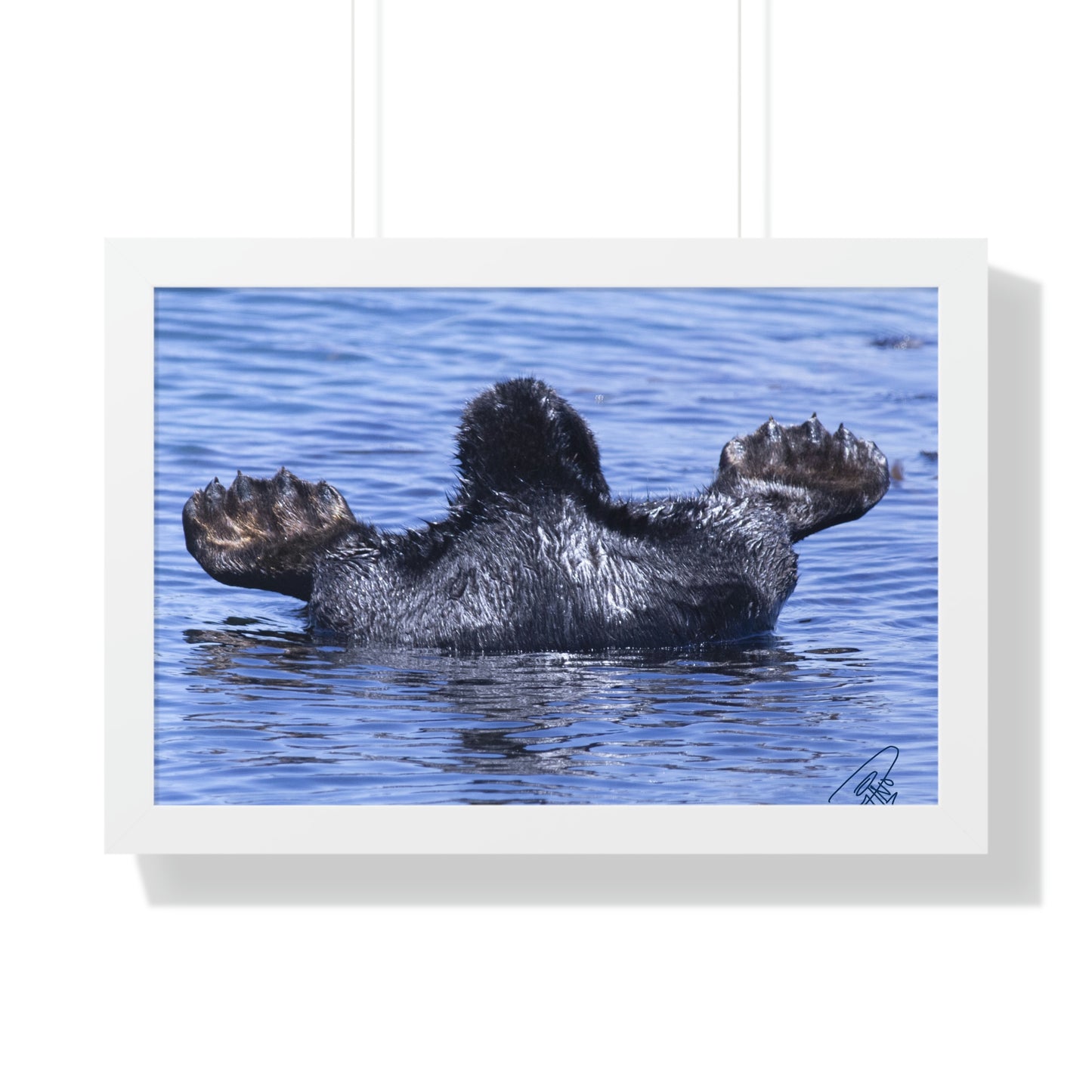 Sea Otter Butt - Sea otter diving for food - Framed Horizontal Poster