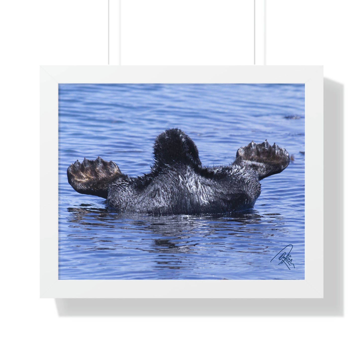 Sea Otter Butt - Sea otter diving for food - Framed Horizontal Poster