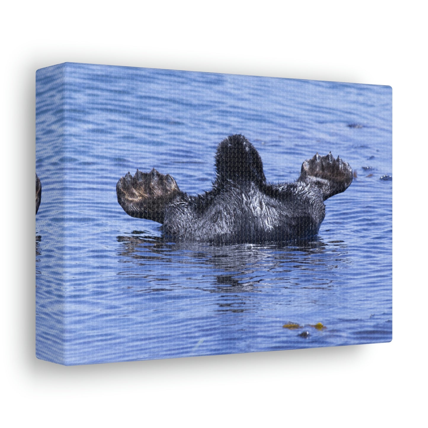 Sea Otter Butt - Canvas Gallery Wraps