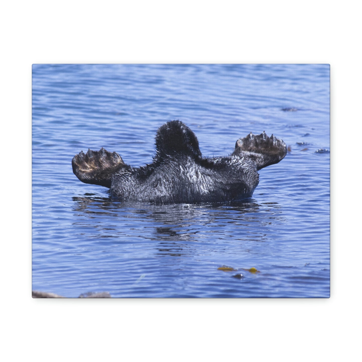 Sea Otter Butt - Canvas Gallery Wraps