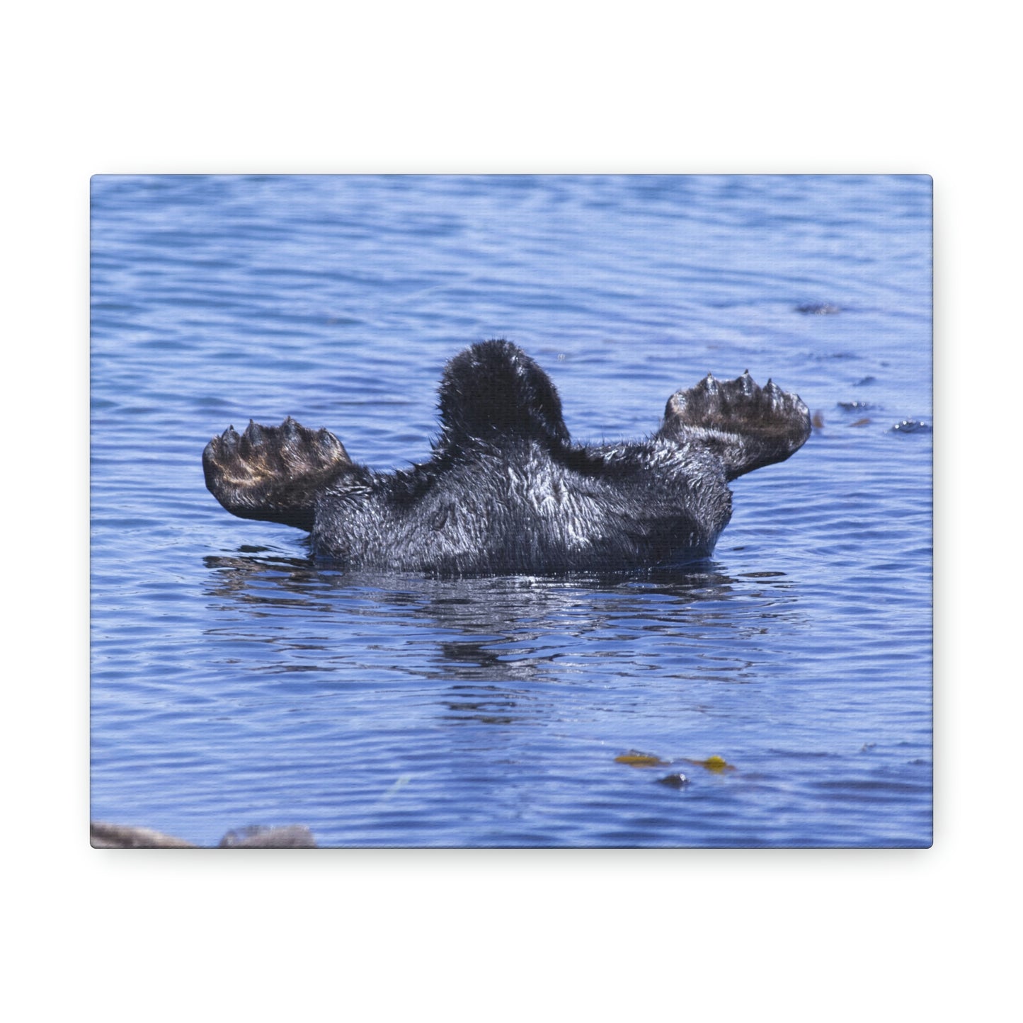Sea Otter Butt - Canvas Gallery Wraps