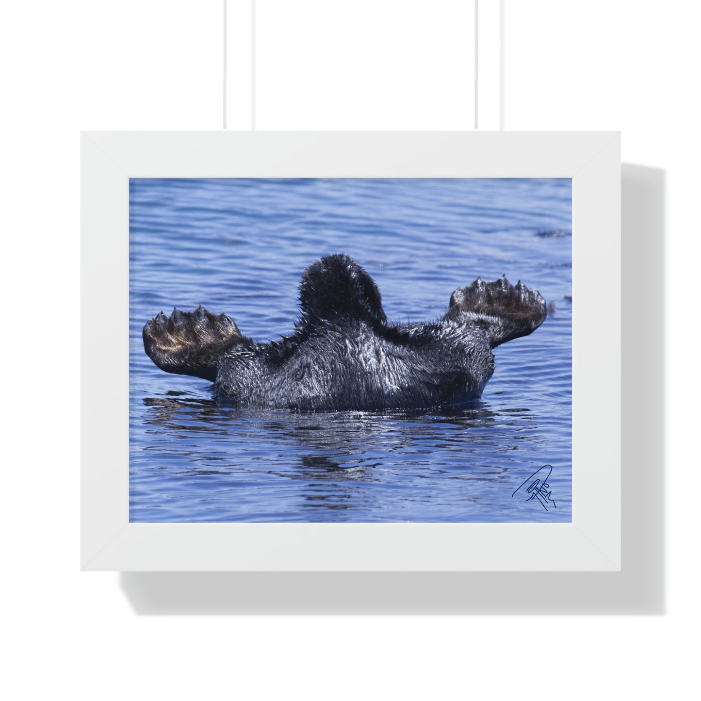Sea Otter Butt - Sea otter diving for food - Framed Horizontal Poster