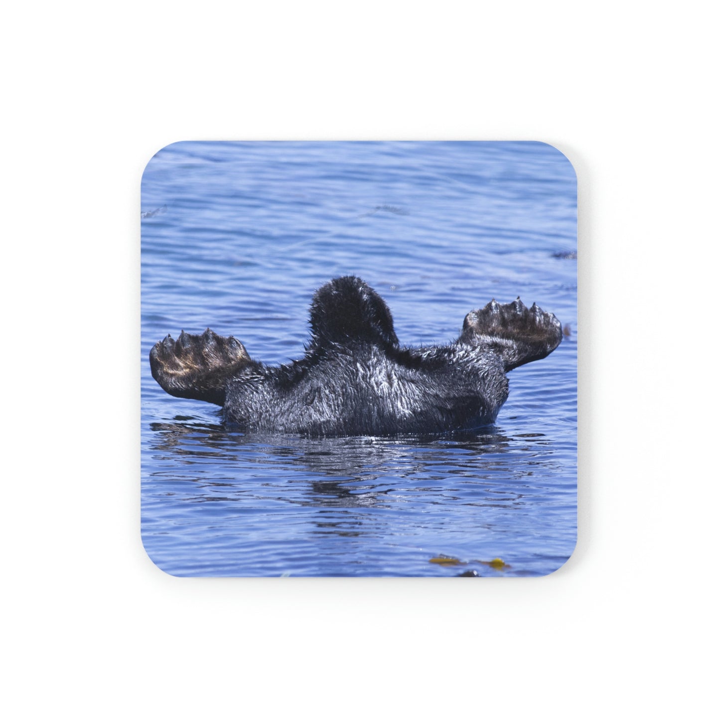 Sea Otter Butt - Corkwood Coaster Set