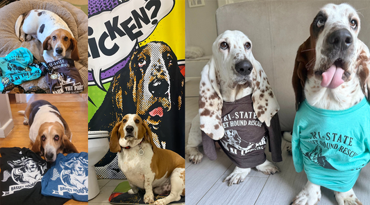 Basset Hound Design & Donations