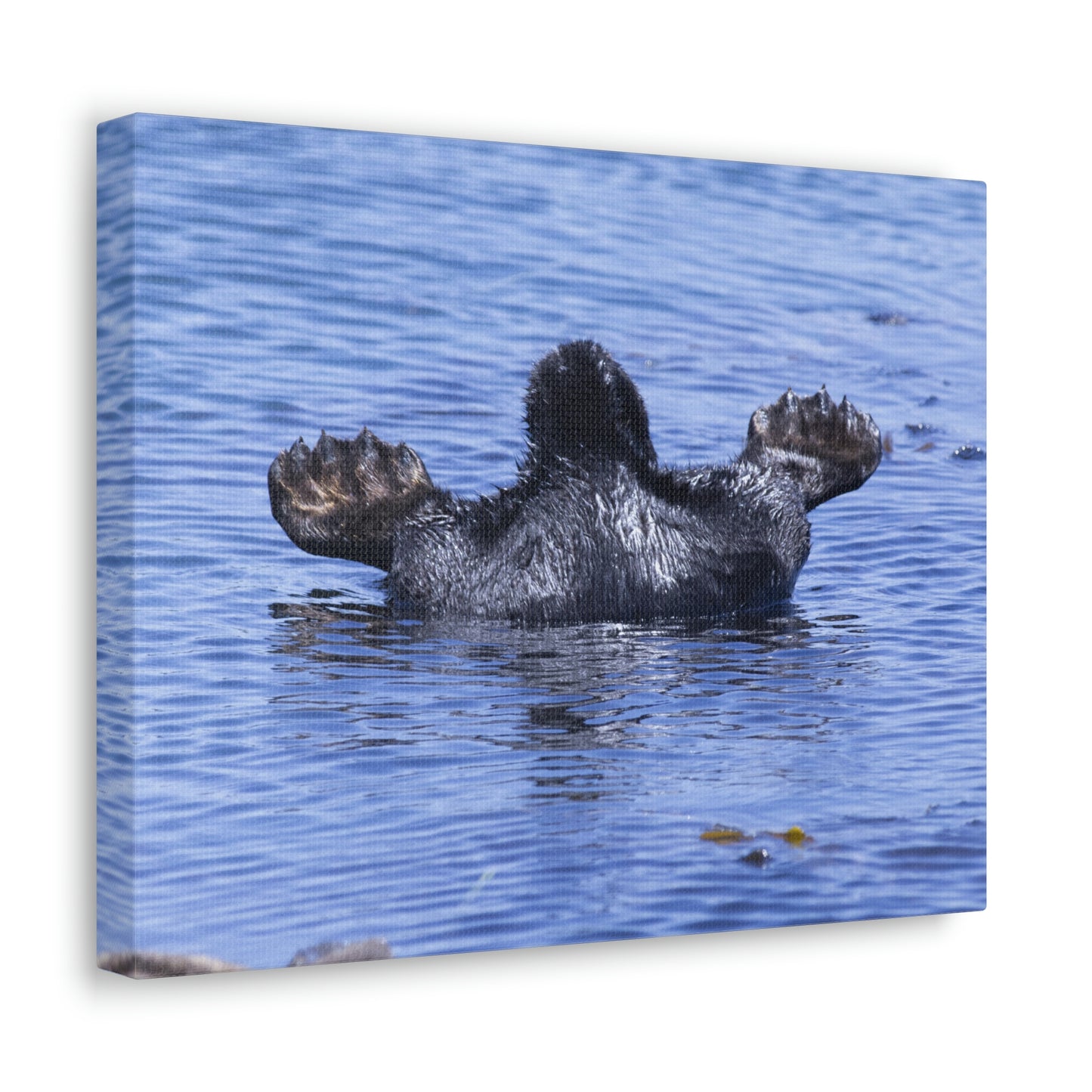 Sea Otter Butt - Canvas Gallery Wraps
