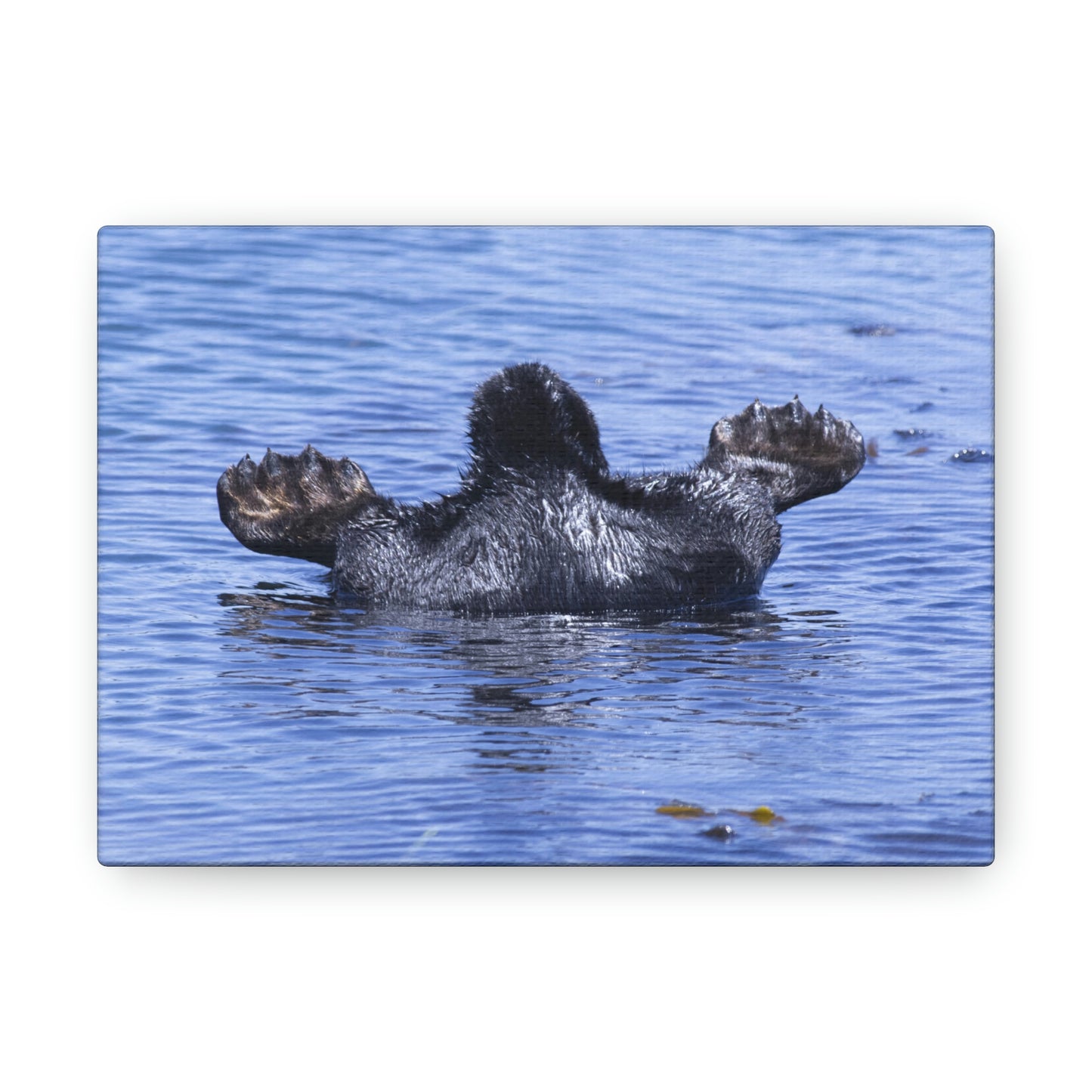 Sea Otter Butt - Canvas Gallery Wraps