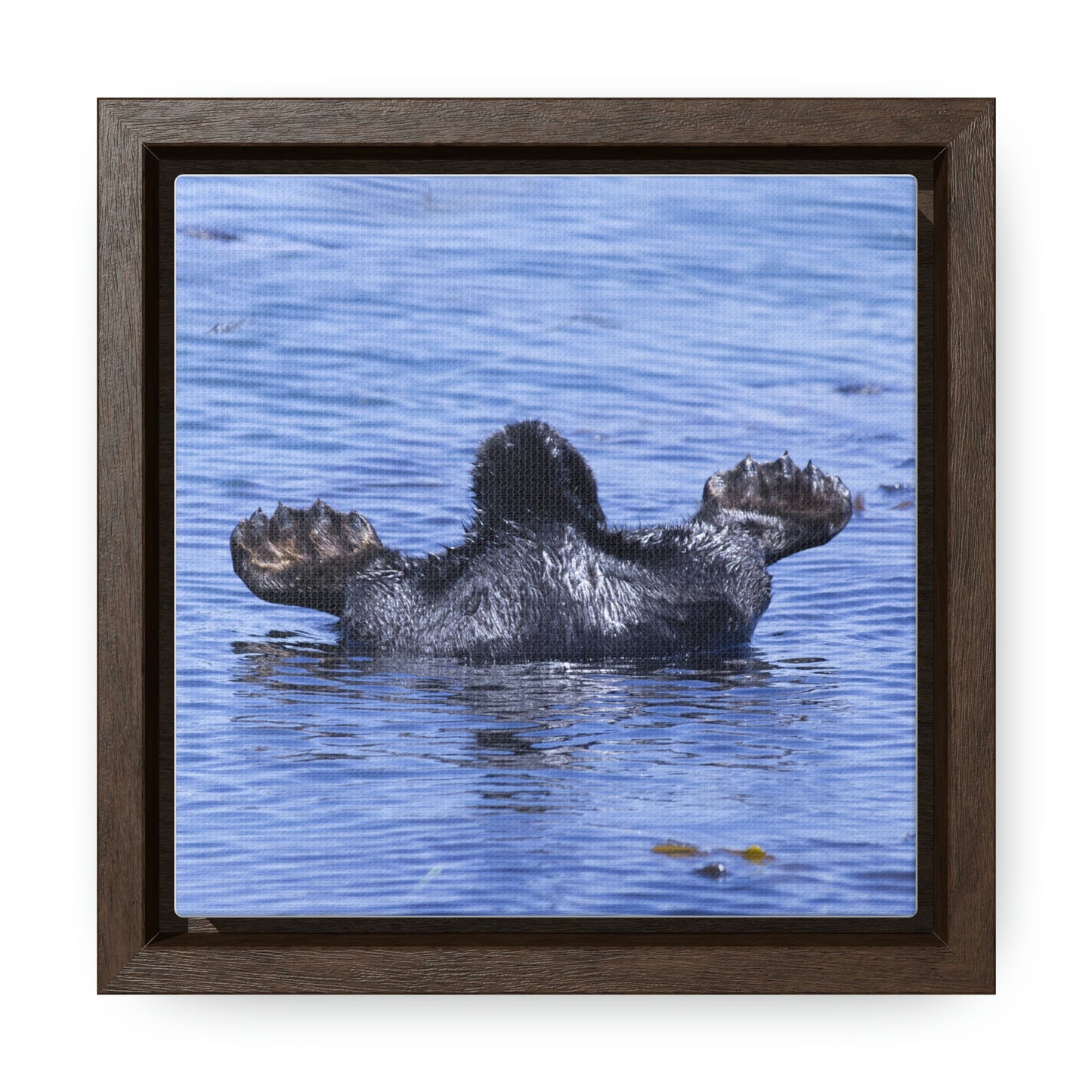 'Sea Otter Butt' photo as a Square Framed Premium Gallery Wrap Canvas